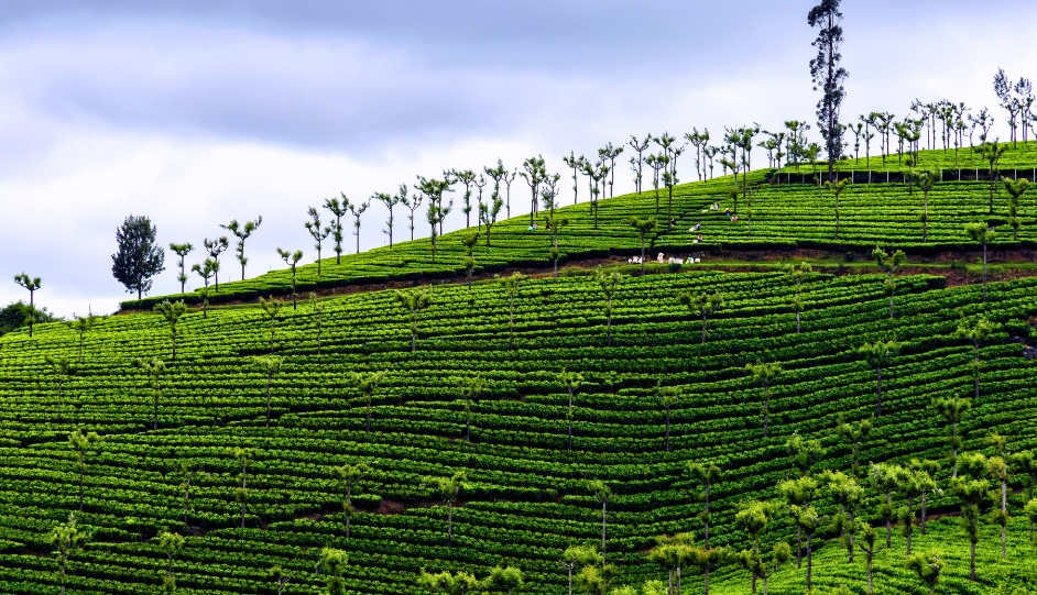 Best Summer Vacation Trips from Coimbatore(Wildlife, Hills & Forest Getaways)- Ooty, Kodaikanal, Kanthaloor, Gavi and more